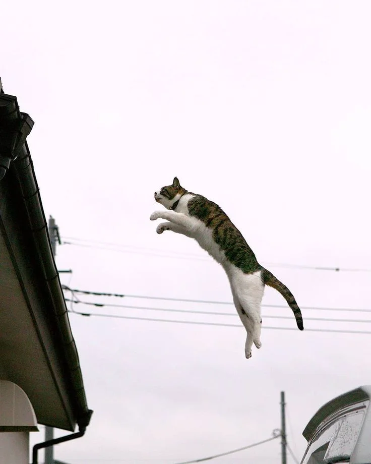 Síndrome del Gato Volador