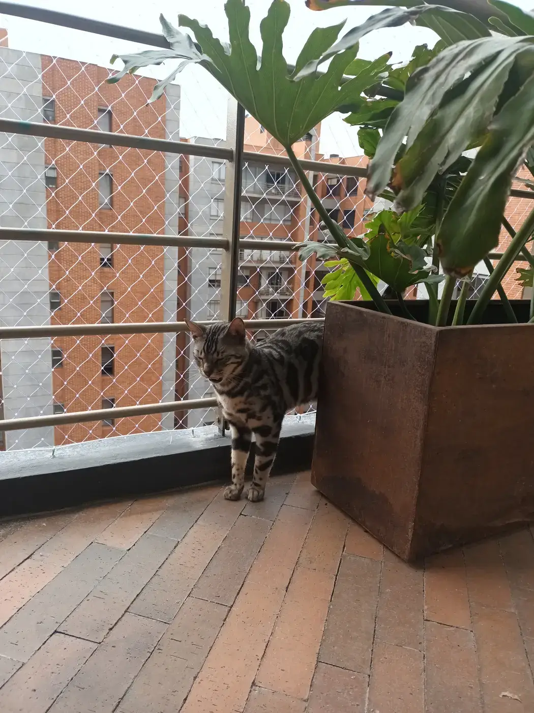 Instalación de malla de seguridad en mascotas — trabajo real Entre Redes Colombia (1)