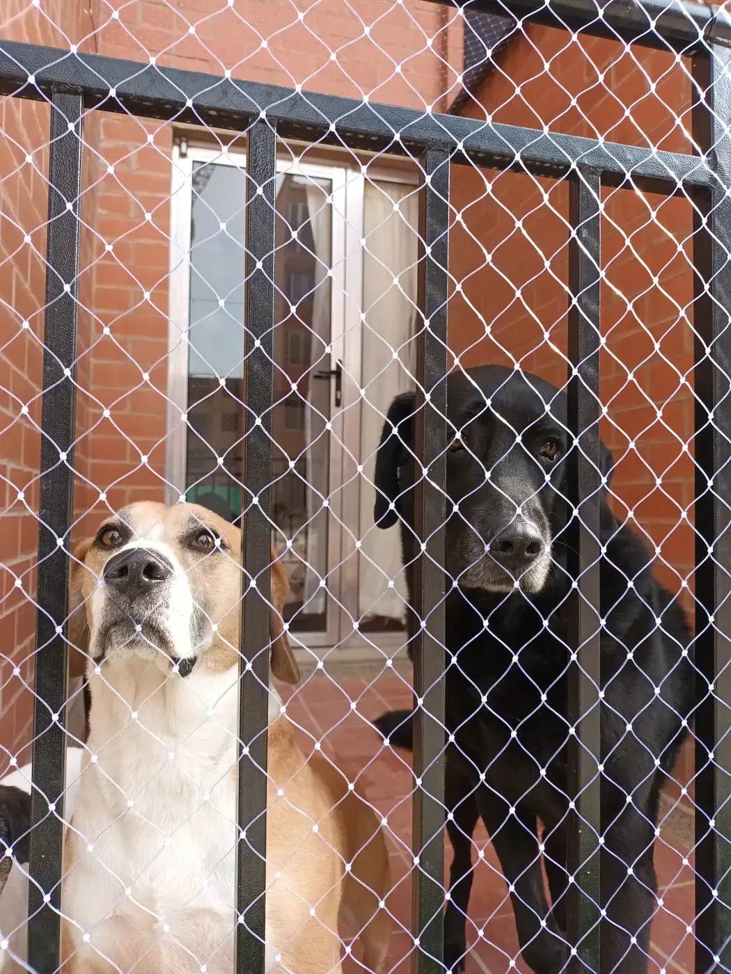 Instalación de malla de seguridad en mascotas — trabajo real Entre Redes Colombia (2)