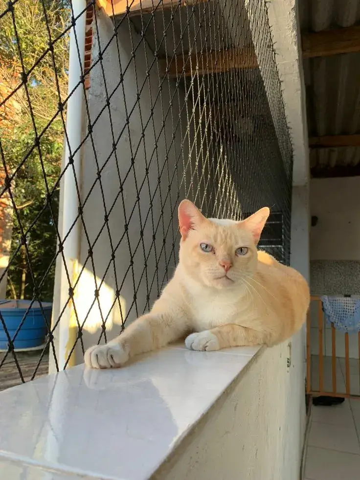 Instalación de malla de seguridad en mascotas — trabajo real Entre Redes Colombia (4)