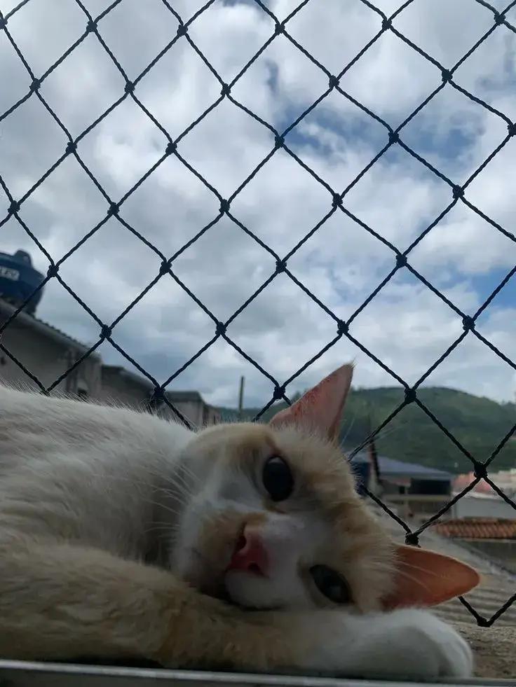 Instalación de malla de seguridad en mascotas — trabajo real Entre Redes Colombia (5)