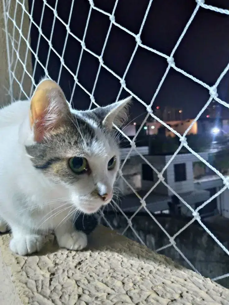 Instalación de malla de seguridad en mascotas — trabajo real Entre Redes Colombia (6)